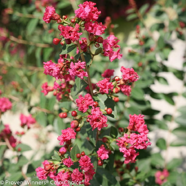 4" pot Lagerstroemia Infiniti ™ Orchid Crapemyrtle Proven Winners